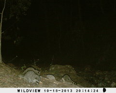 Procyon lotor hernandezii