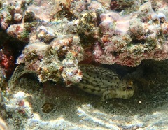 Istiblennius edentulus