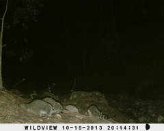 Procyon lotor hernandezii