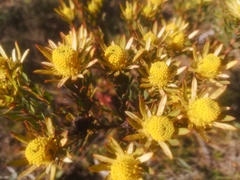 Leucadendron modestum