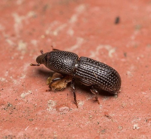 Tomolips quercicola