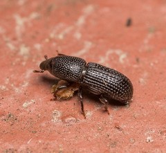 Tomolips quercicola