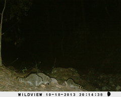 Procyon lotor hernandezii