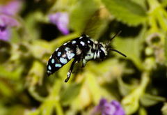 Thyreus caeruleopunctatus