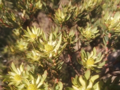 Leucadendron modestum