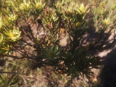 Leucadendron modestum