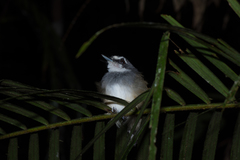 Malacopteron albogulare