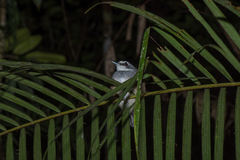 Malacopteron albogulare