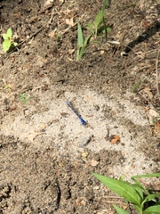 Argia vivida