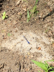 Argia vivida