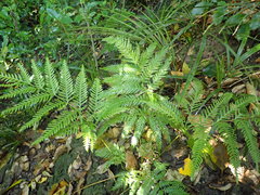 Pteris tremula