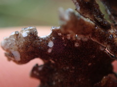 Pseudocyphellaria intricata