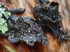 Pseudocyphellaria intricata