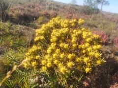 Leucadendron modestum