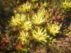 Leucadendron modestum