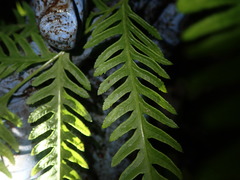 Pteris tremula