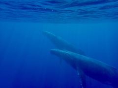Humpback whale