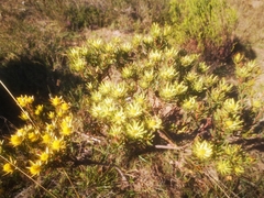 Leucadendron modestum