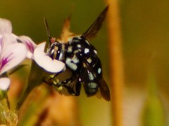Thyreus caeruleopunctatus
