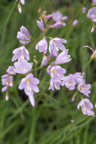 Table Mountain Satin (Geissorhiza tabularis)