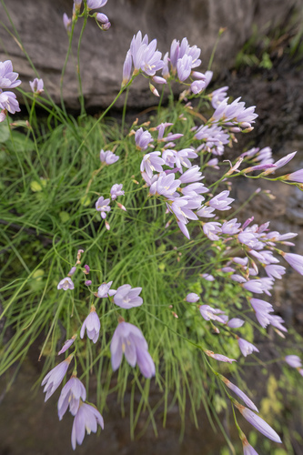 Geissorhiza tabularis