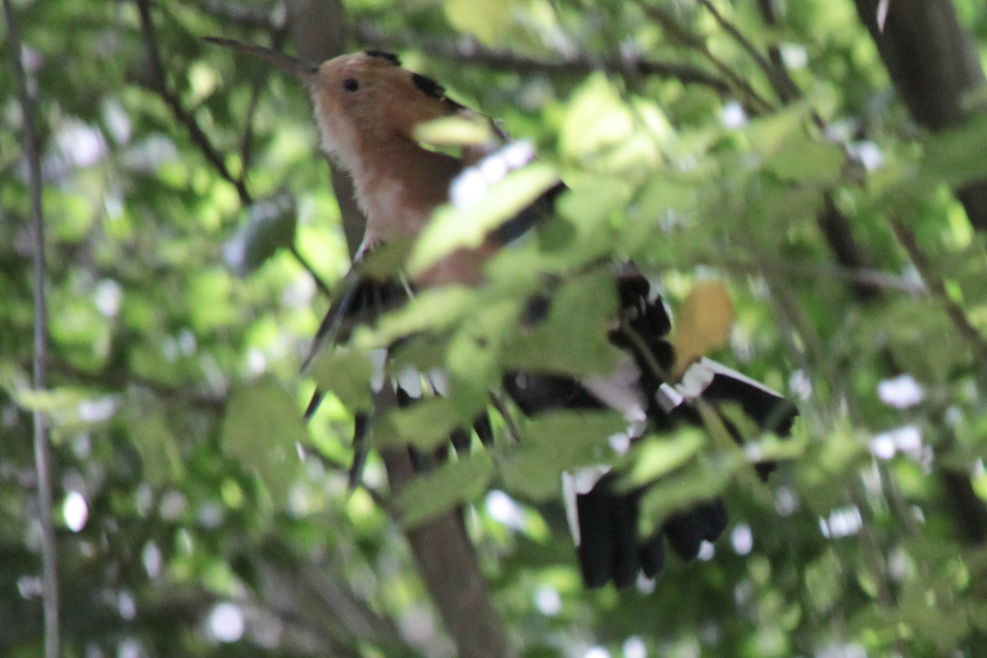 Madagascar Hoopoe (Upupa marginata), photo 3