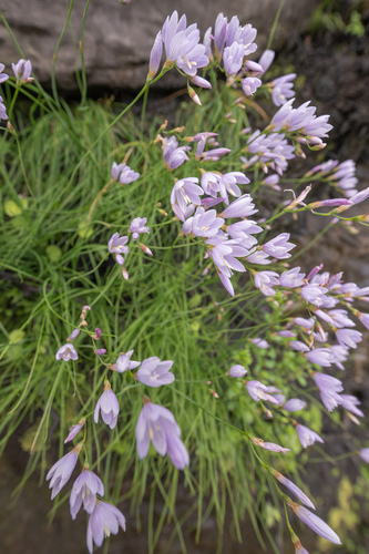 Geissorhiza tabularis