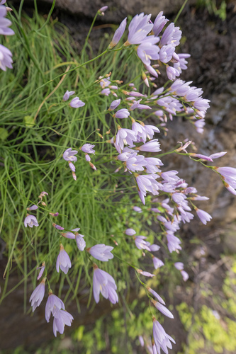 Geissorhiza tabularis