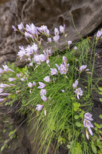 Geissorhiza tabularis