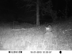 Procyon lotor hernandezii