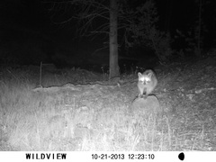 Procyon lotor hernandezii