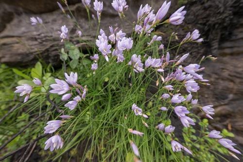 Geissorhiza tabularis