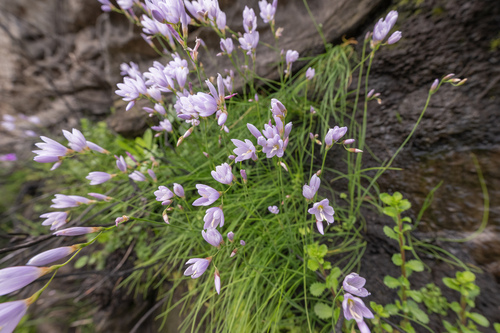 Geissorhiza tabularis