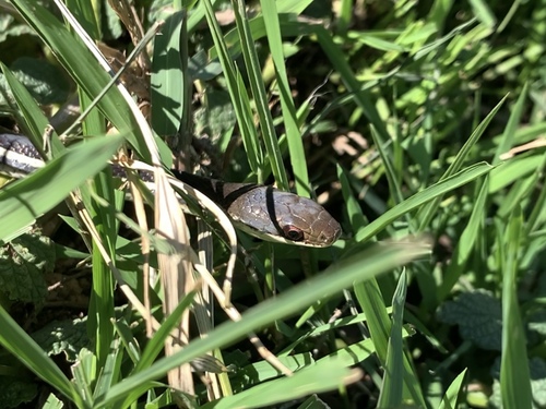Lateral Water Snake
