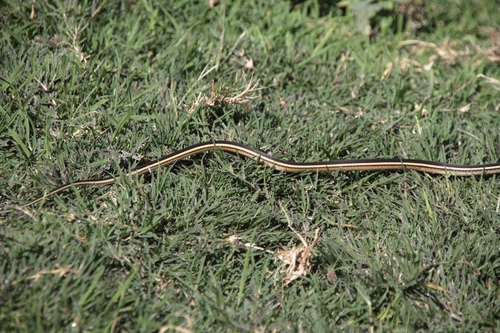 Lateral Water Snake