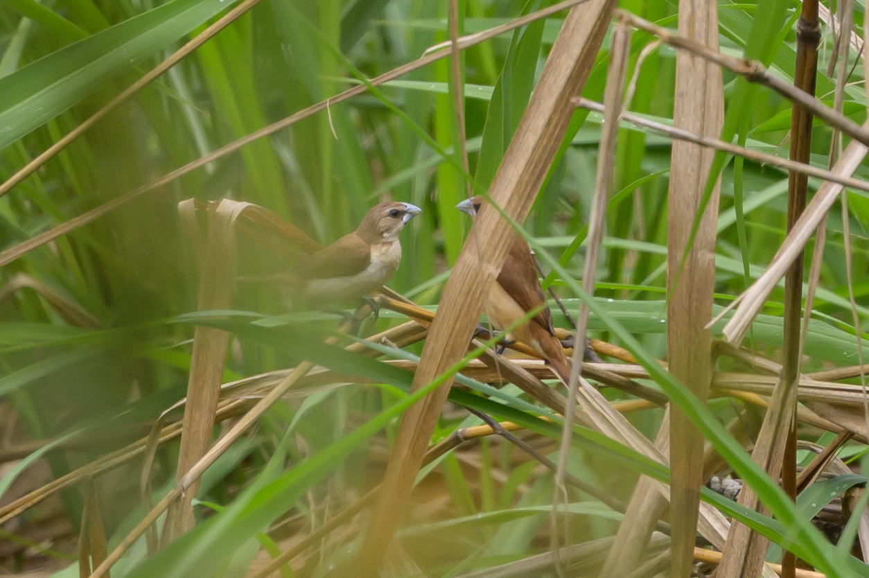 Tricolored Munia