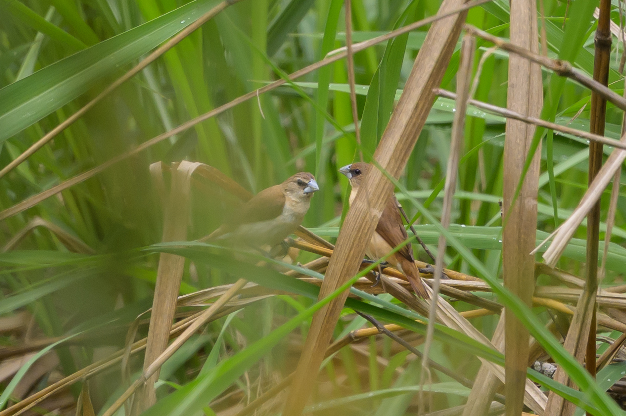 Tricolored Munia