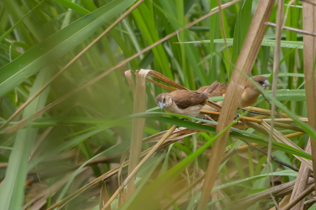 Tricolored Munia