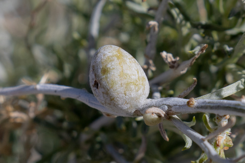 Bubble-gall tephritid