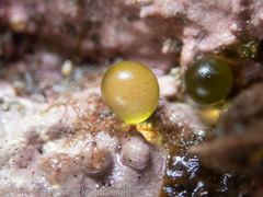 Derbesia marina