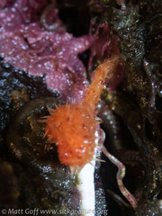 Boltenia villosa