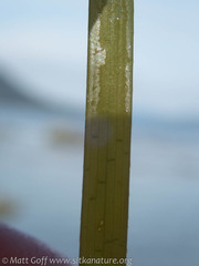 Phyllospadix serrulatus