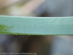 Phyllospadix serrulatus