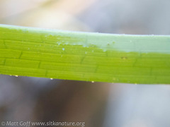 Phyllospadix serrulatus