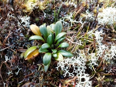 Gentianella saxosa