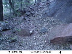 Procyon lotor hernandezii