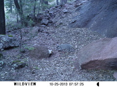 Procyon lotor hernandezii