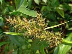 Scleria sumatrensis