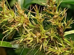 Scleria sumatrensis