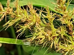 Scleria sumatrensis